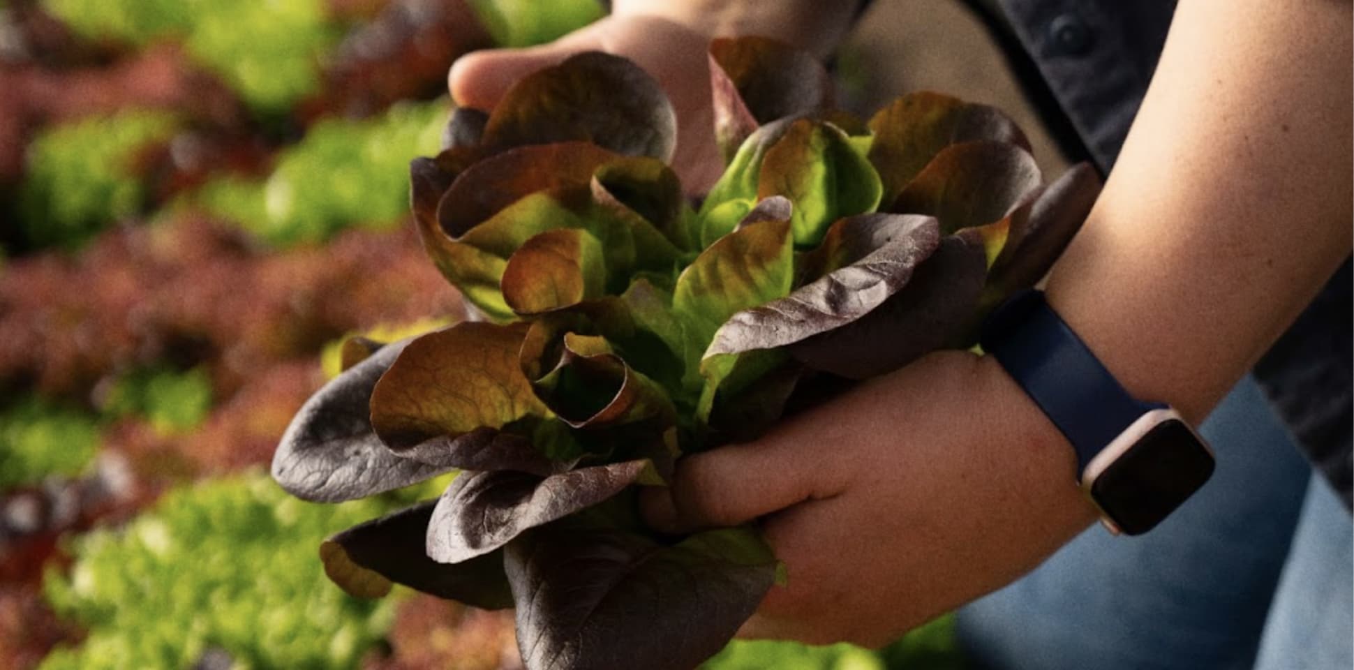 A Movement in Bloom: Farm to School in California